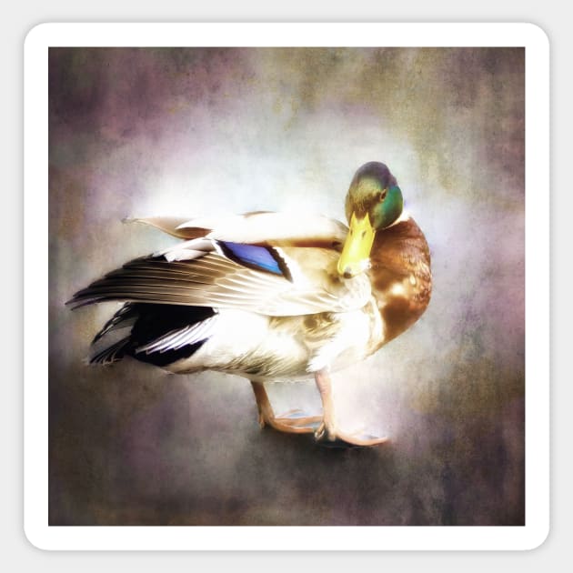 Mallard Duck Sticker by JimDeFazioPhotography